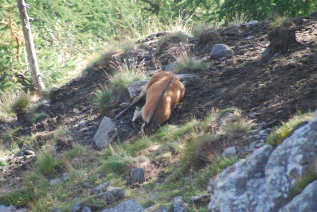 PASSIONE PER IL CERVO